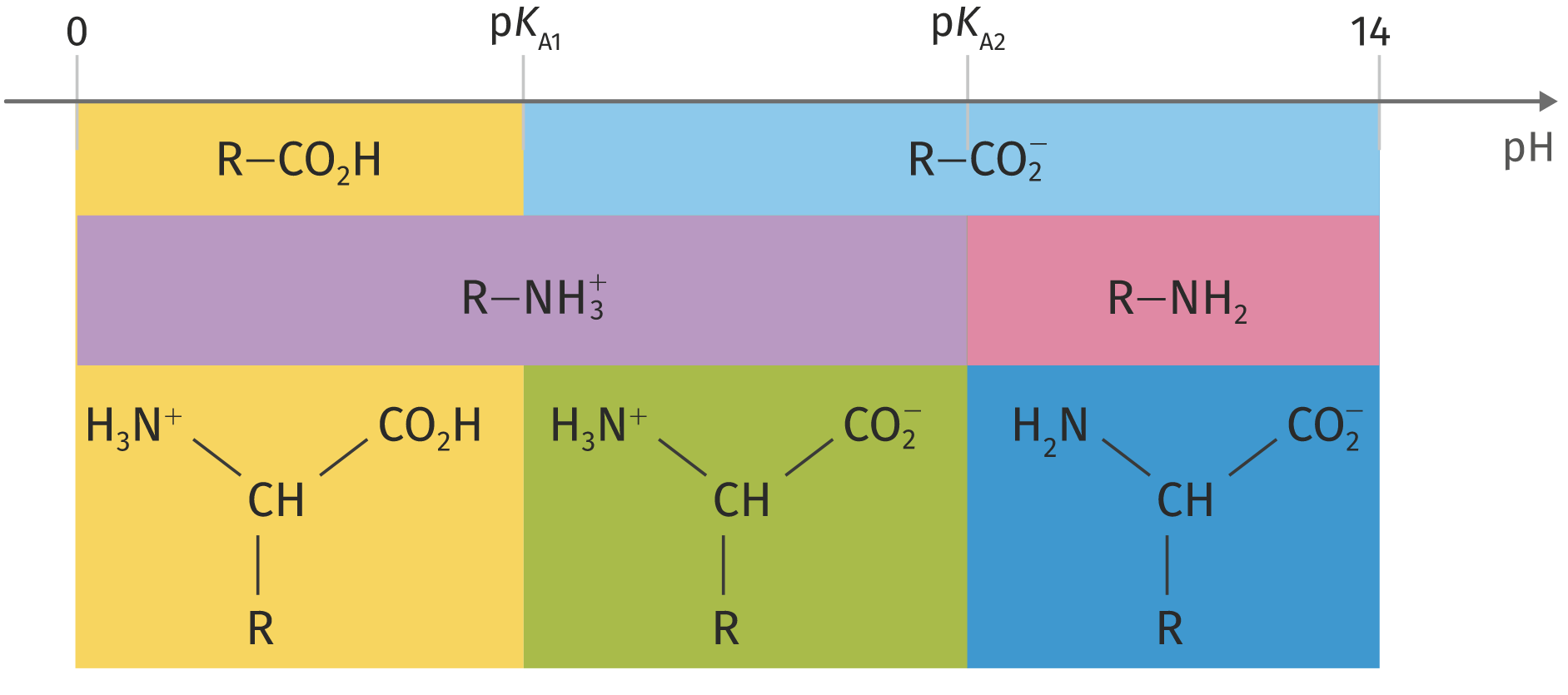 diagramme de prédominance acide α-aminé